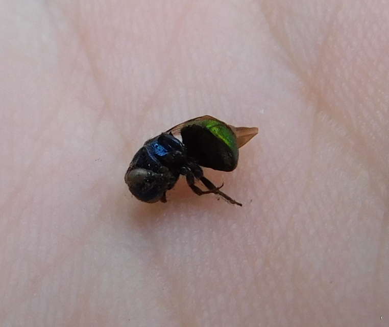 Chrysididae - fémdarazsak