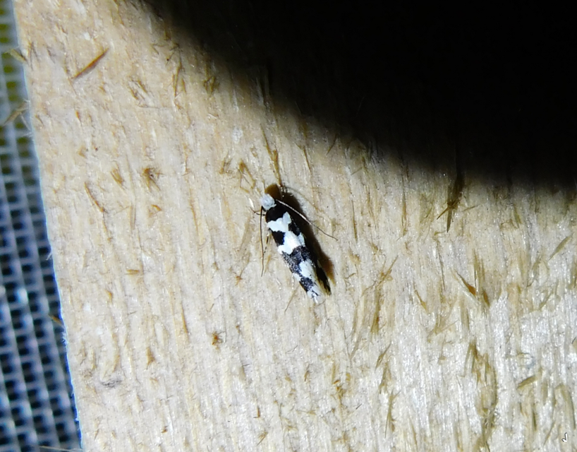 Neurothaumasia ankerella - magyarmoly
