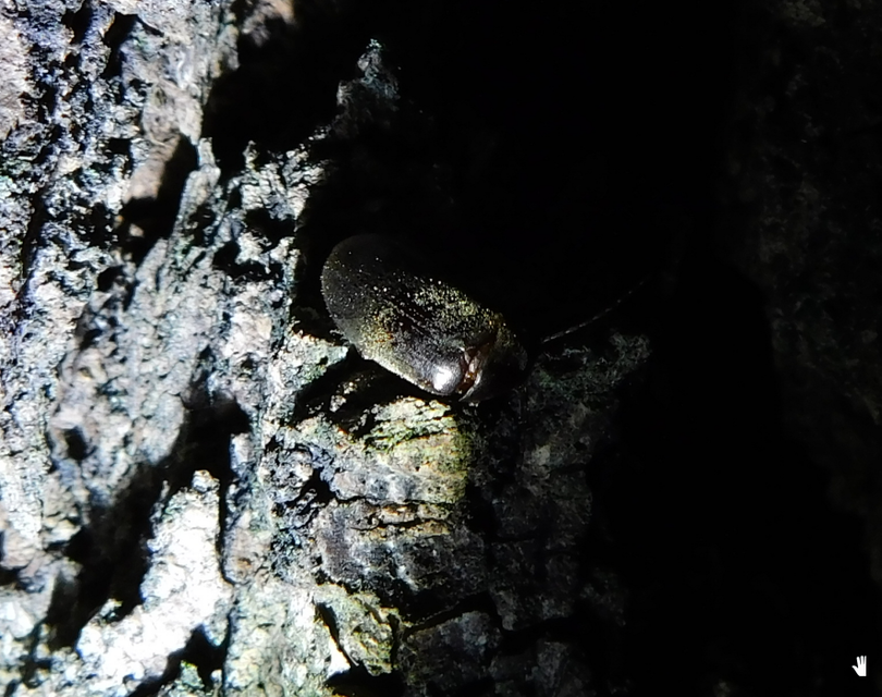 Hymenalia rufipes - rőtlábú alkonybogár