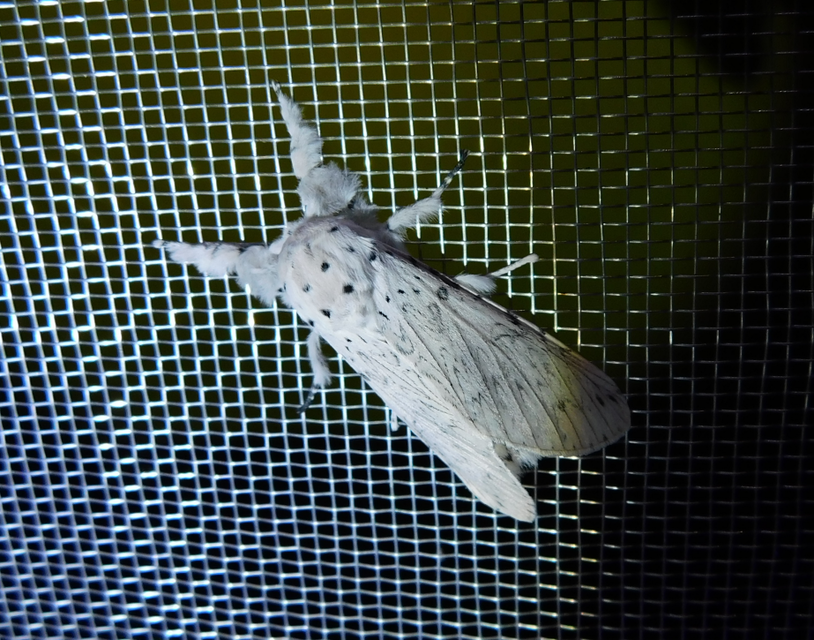 Cerura erminea - hermelin-púposszövő