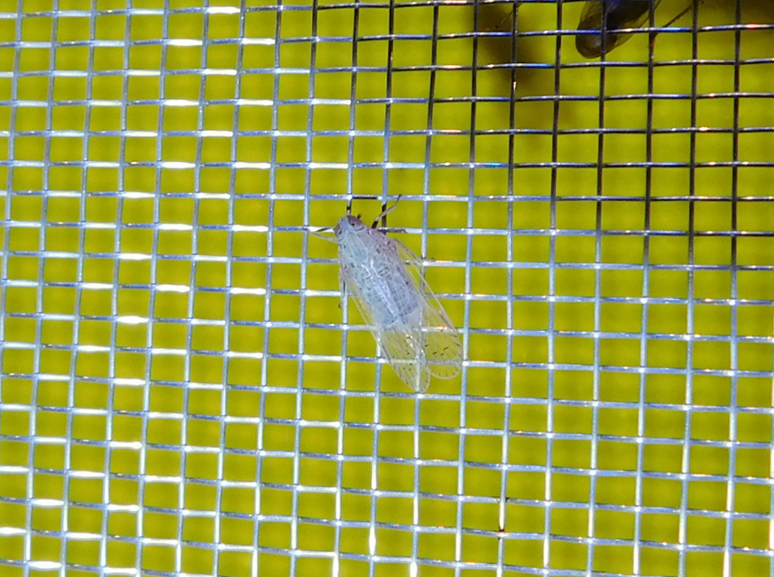 Cixiidae - recéskabócák