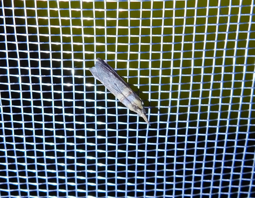 Etiella zinckenella - akácmoly