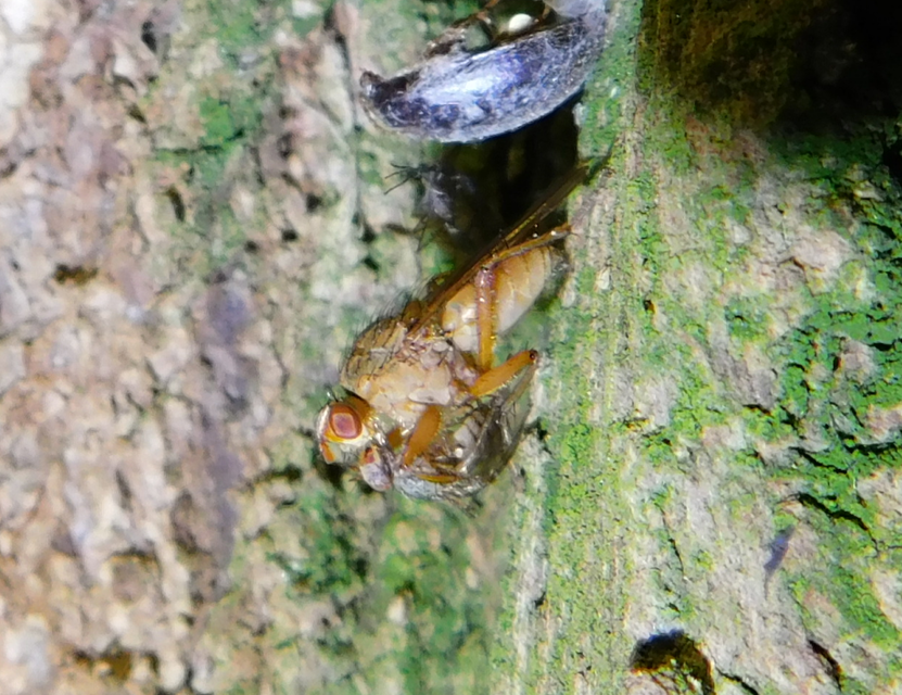 Scathophaga