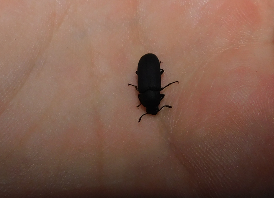 Cryphaeus cornutus - szarvas gyászbogár