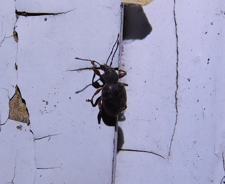 Otiorhynchus smreczynskii - zömök gyalogormányos
