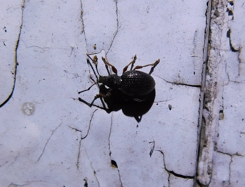Otiorhynchus ovatus - apró gyalogormányos