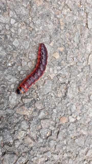 Cossus cossus - fűzfarontólepke