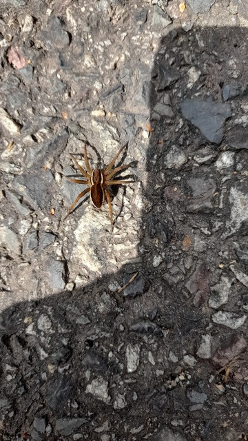 Dolomedes plantarius/fimbriatus