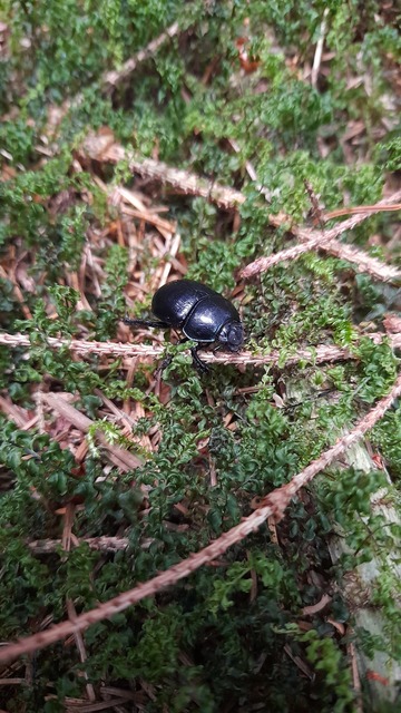 Anoplotrupes stercorosus - erdei álganéjtúró