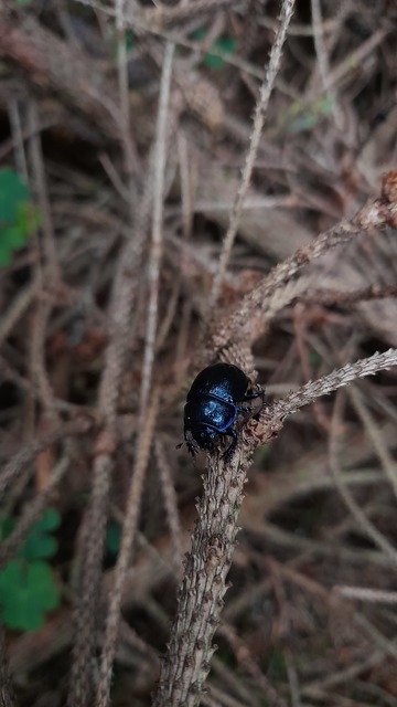 Anoplotrupes stercorosus - erdei álganéjtúró