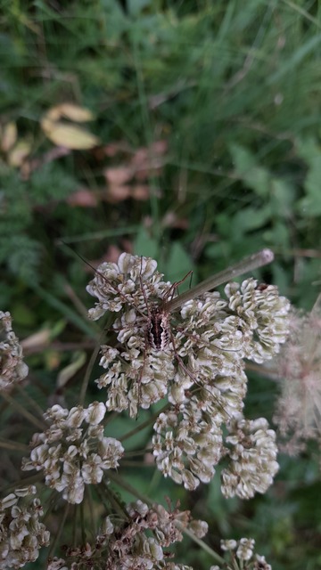 Mitopus morio