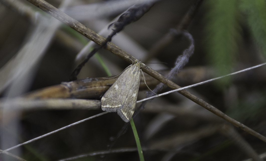 Loxostege sticticalis - muszkamoly