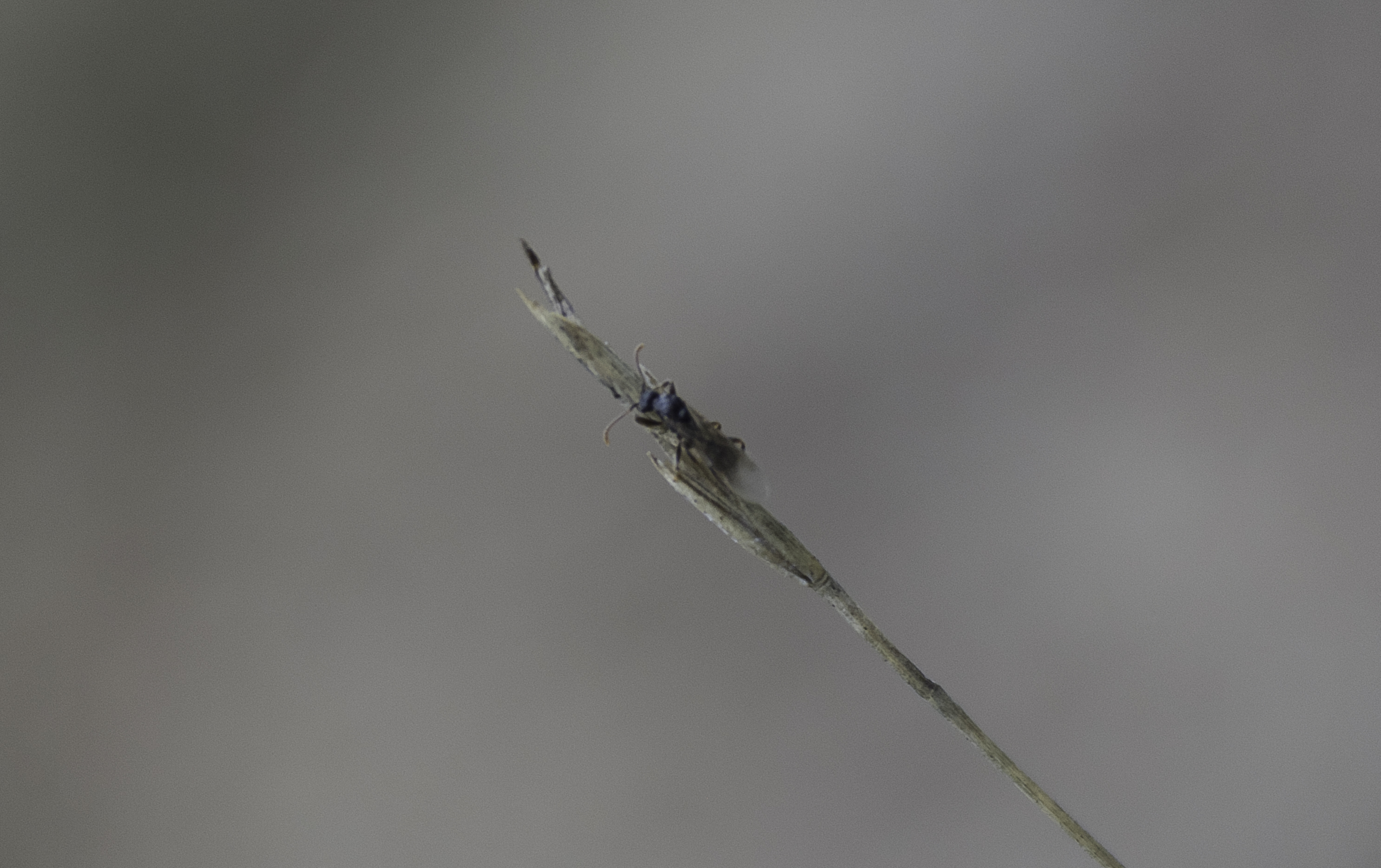 Tetramorium atratulum - satnya gyepihangya