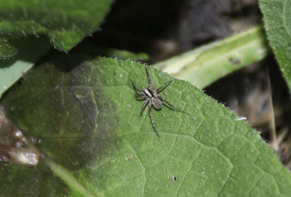 Pardosa alacris/lugubris