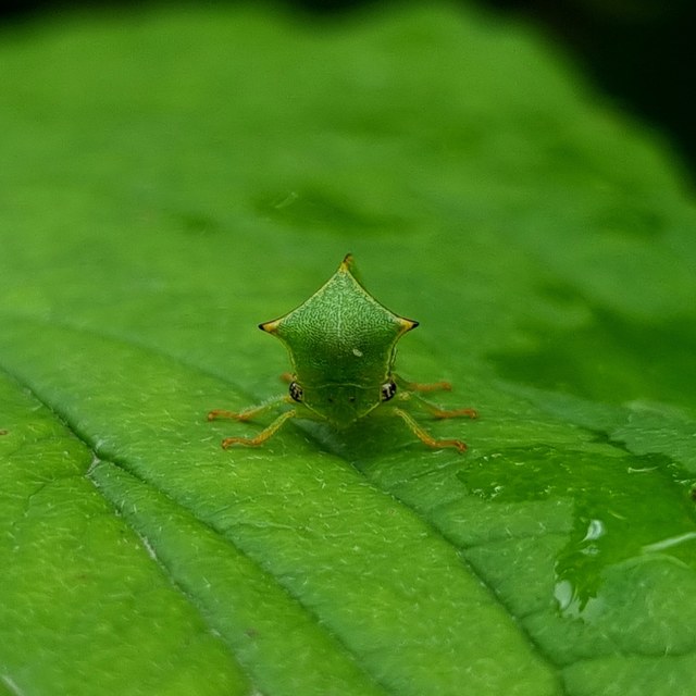 Stictocephala bisonia - bivalykabóca