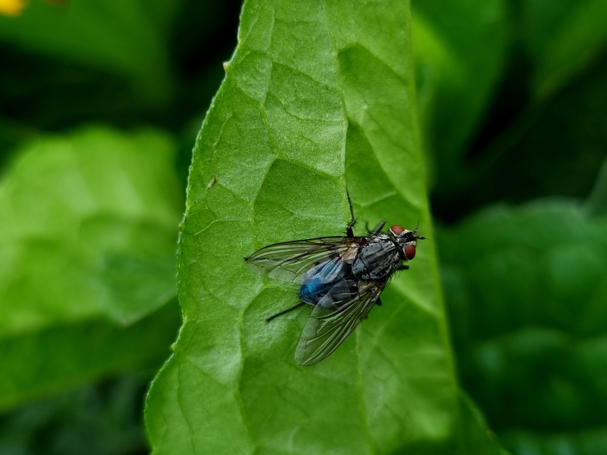 Calliphora vicina - kék dongólégy
