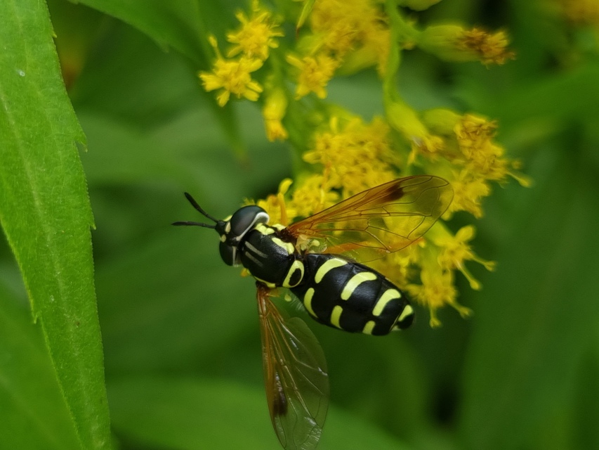Chrysotoxum
