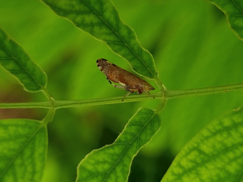 Fieberiella florii
