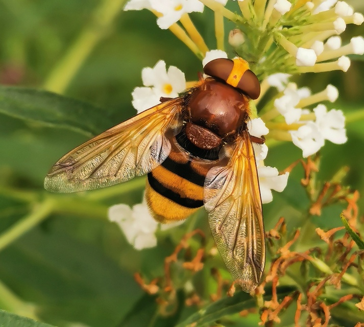 Volucella zonaria - kétöves pihelégy