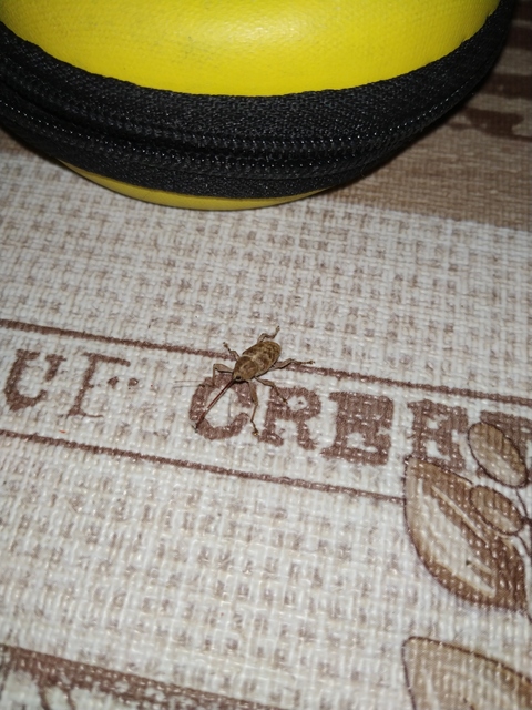 Curculio elephas - gesztenyezsuzsóka