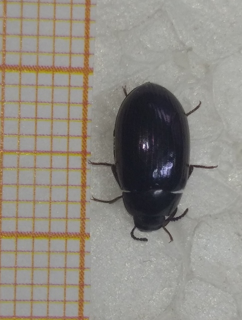 Platydema violaceum - fémkék taplóbogár