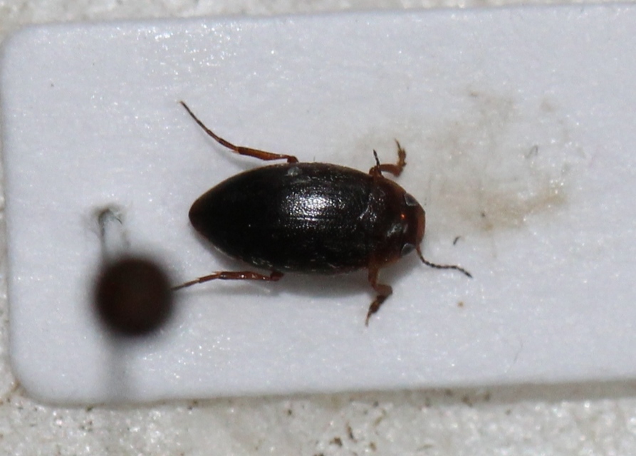 Hydroporus angustatus - karcsú kiscsíkbogár