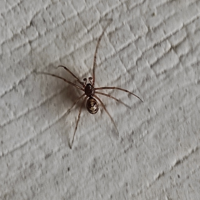 Steatoda triangulosa - háromszöges faggyúpók