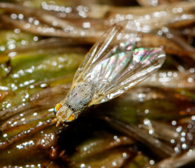 Tephritidae - fúrólégyfélék