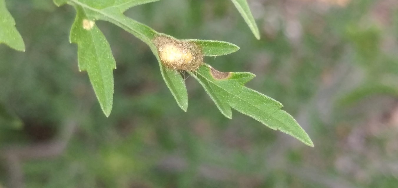 Ophraella communa - parlagfű-olajosbogár