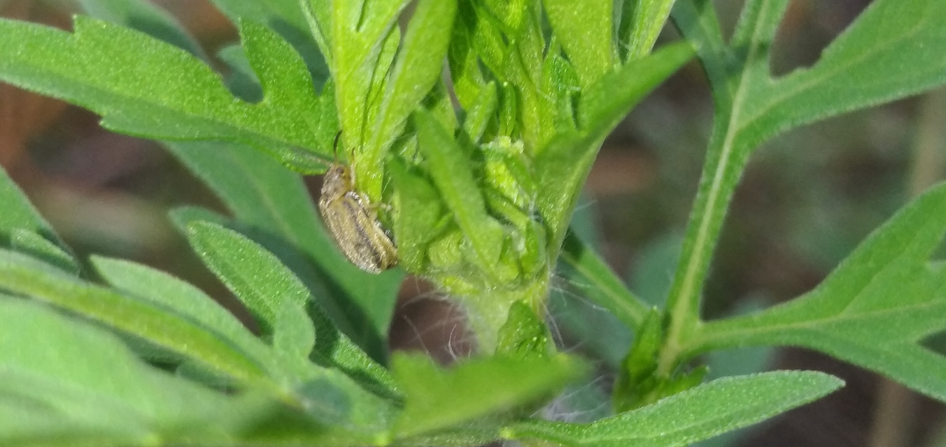 Ophraella communa - parlagfű-olajosbogár