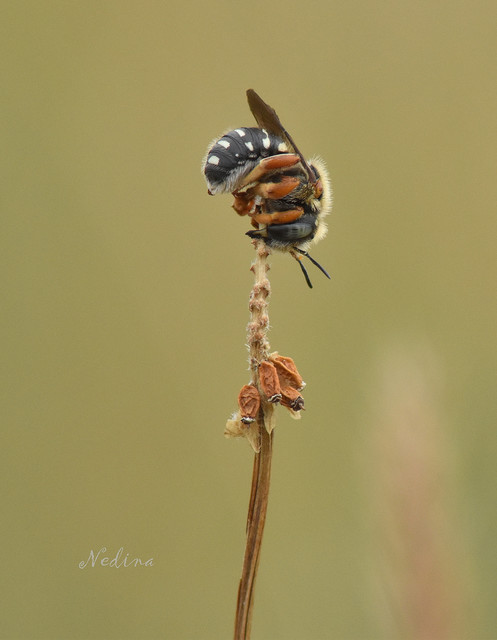 Pseudoanthidium