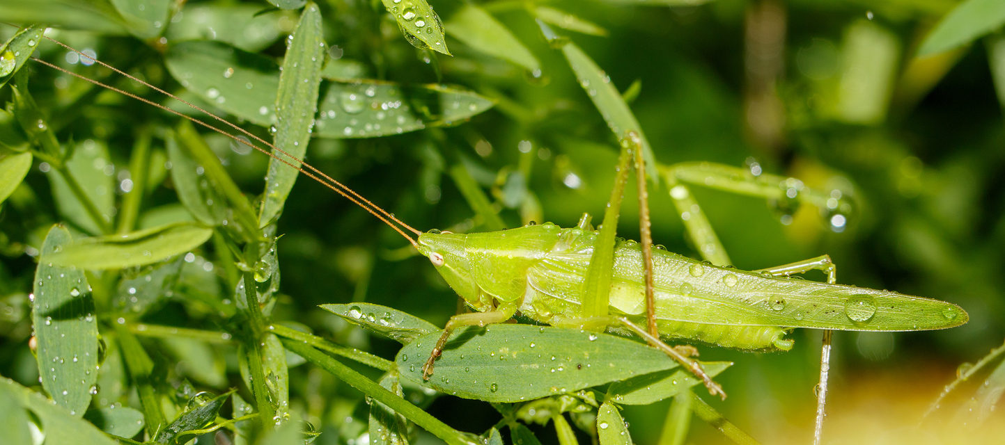 Ruspolia nitidula - nagy kúpfejűszöcske