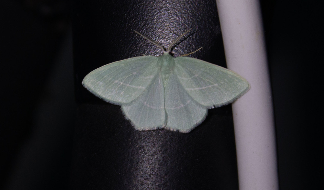 Hemistola chrysoprasaria - kékes zöldaraszoló