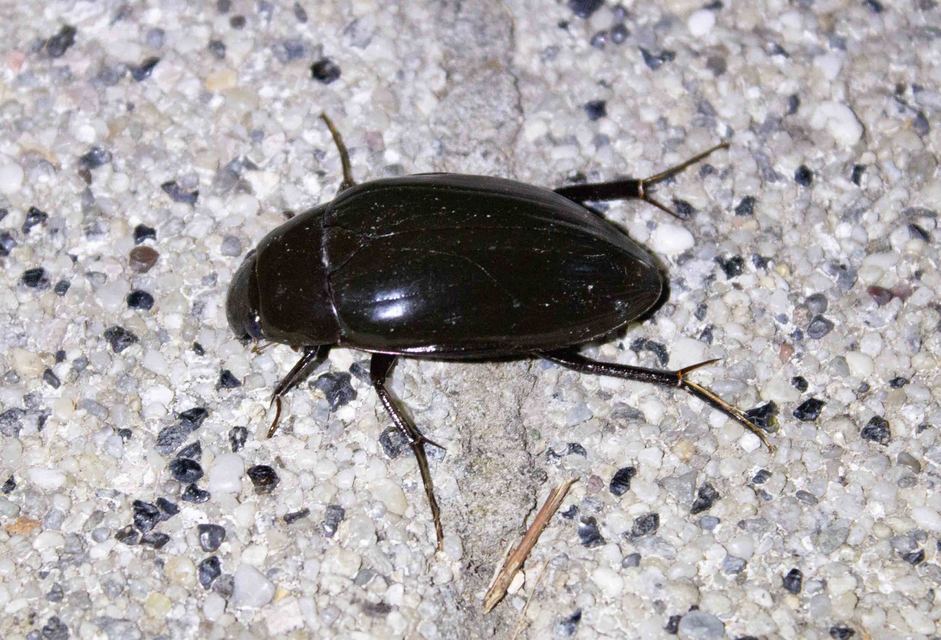 Hydrophilus