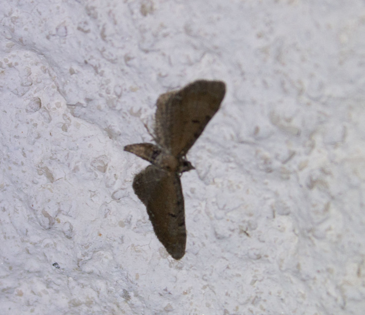 Eupithecia absinthiata - üröm-törpearaszoló