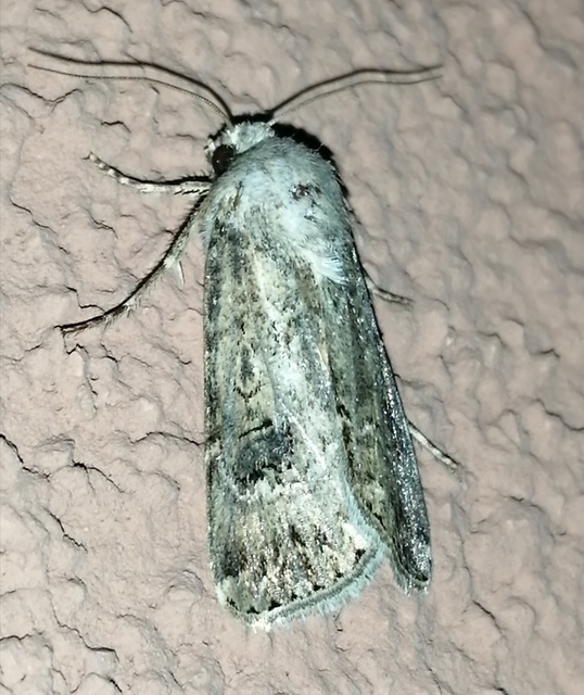 Agrotis bigramma - kétjegyű földibagoly