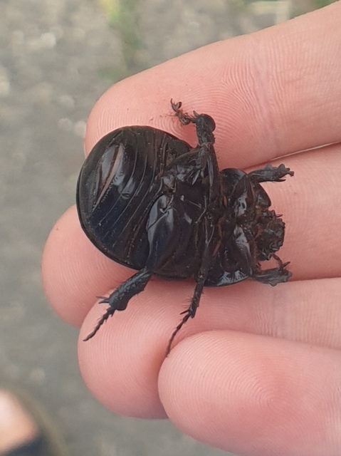 Pentodon idiota - butabogár