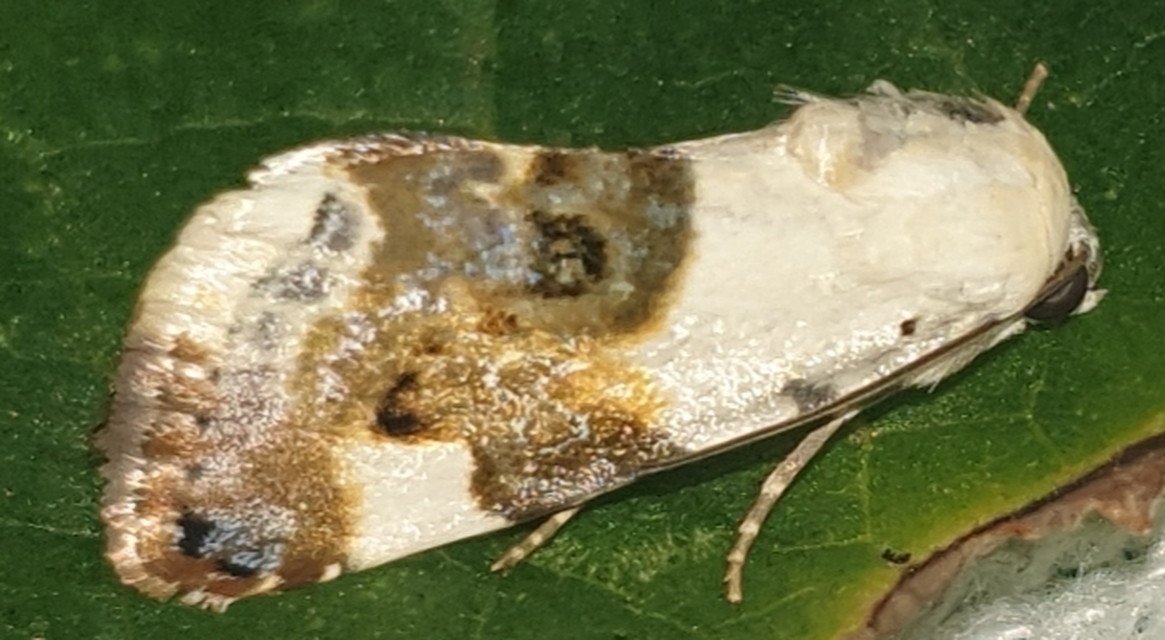 Acontia lucida - fehér nappalibagoly