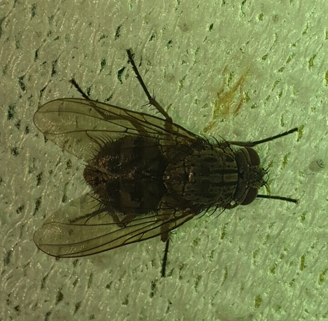 Muscidae - igazi legyek