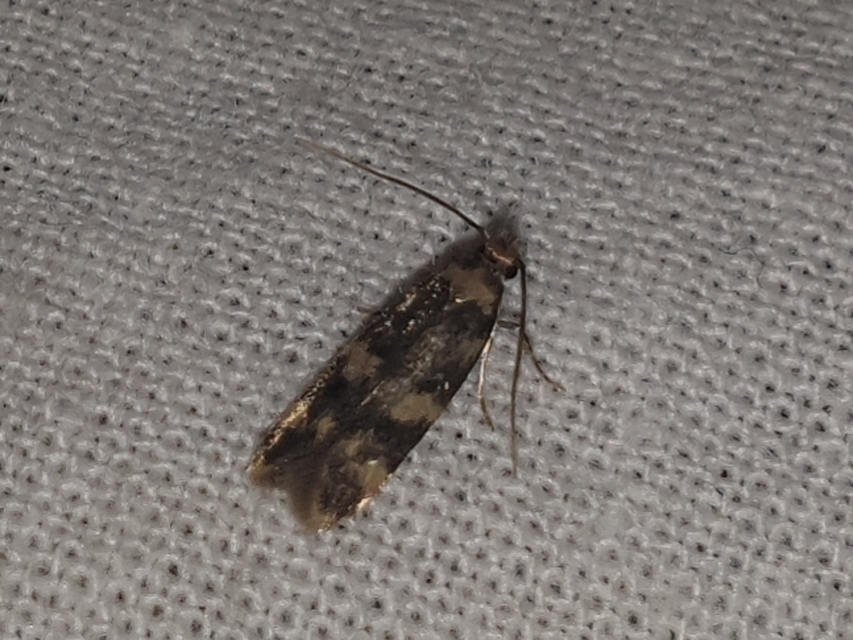 Oegoconia