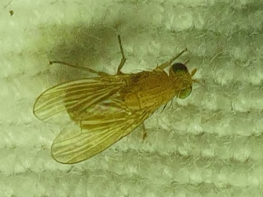 Lauxaniidae - pudvalegyek