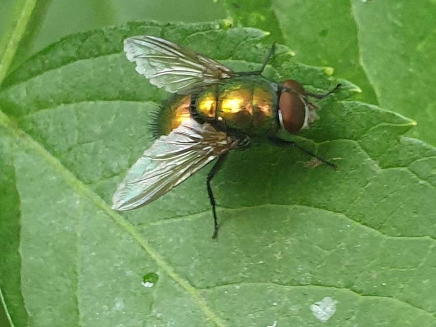 Lucilia
