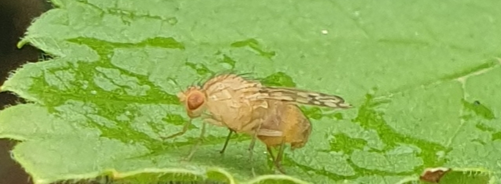 Homoneura