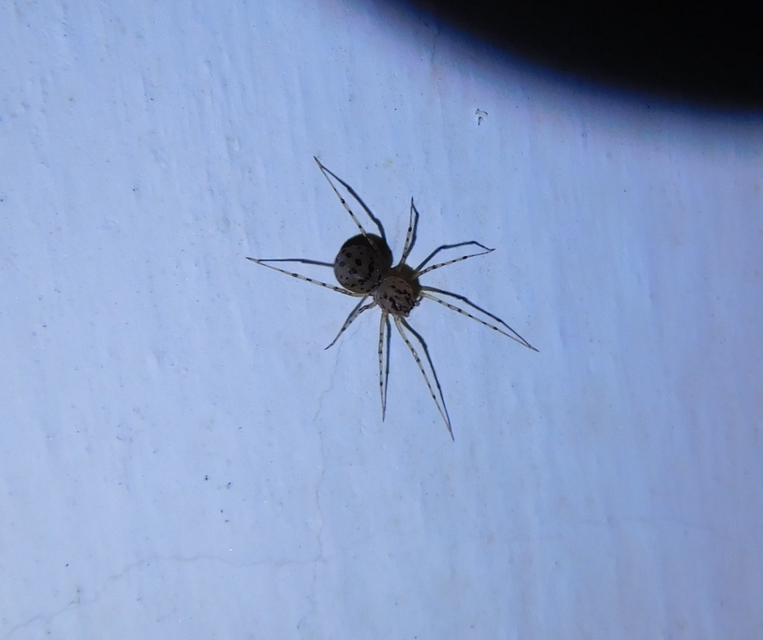 Scytodes thoracica - közönséges csupaszpók
