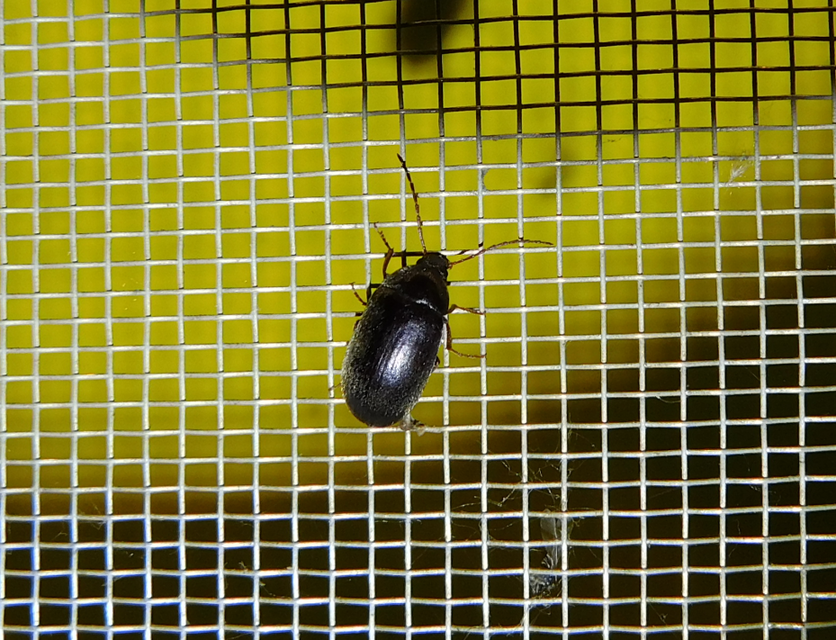 Hymenalia rufipes - rőtlábú alkonybogár
