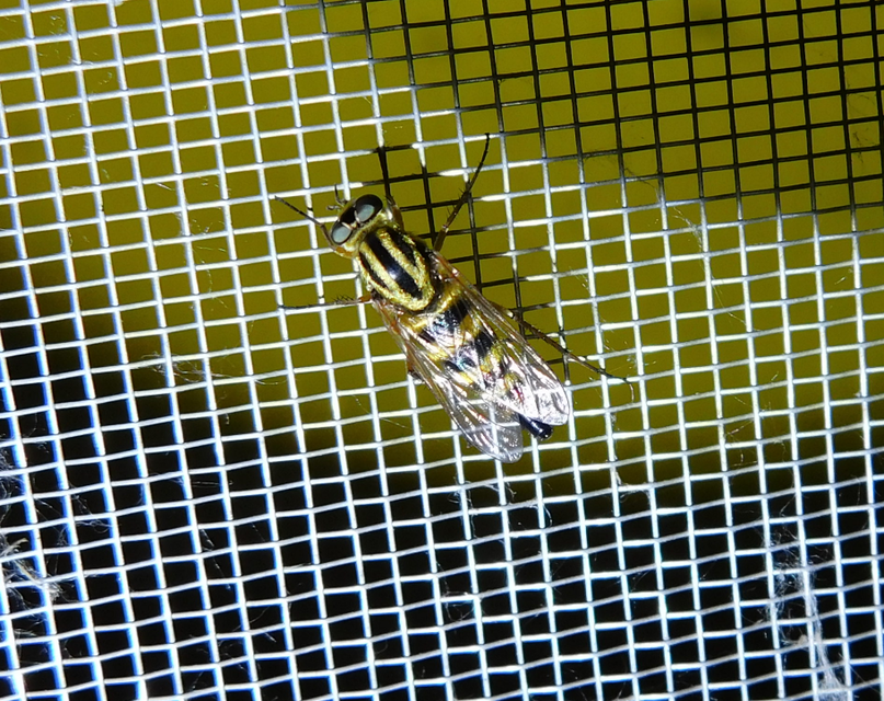 Thereva aurata - aranyos tőröslégy