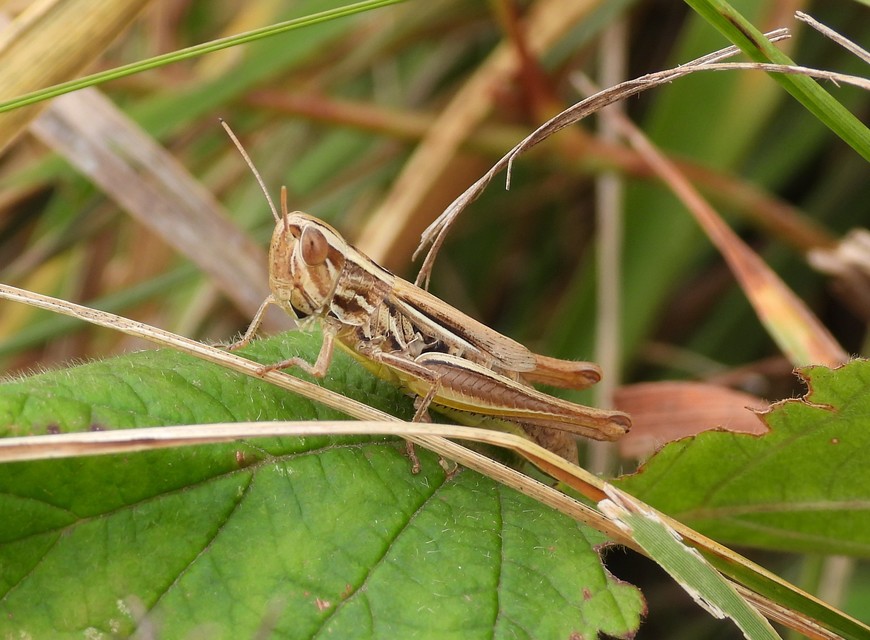Euchorthippus declivus - rövidszárnyú rétisáska