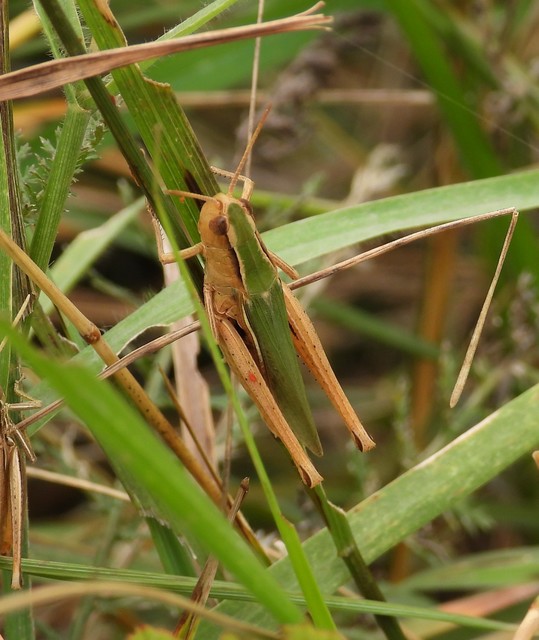 Chorthippus (Chorthippus) (subgenus)