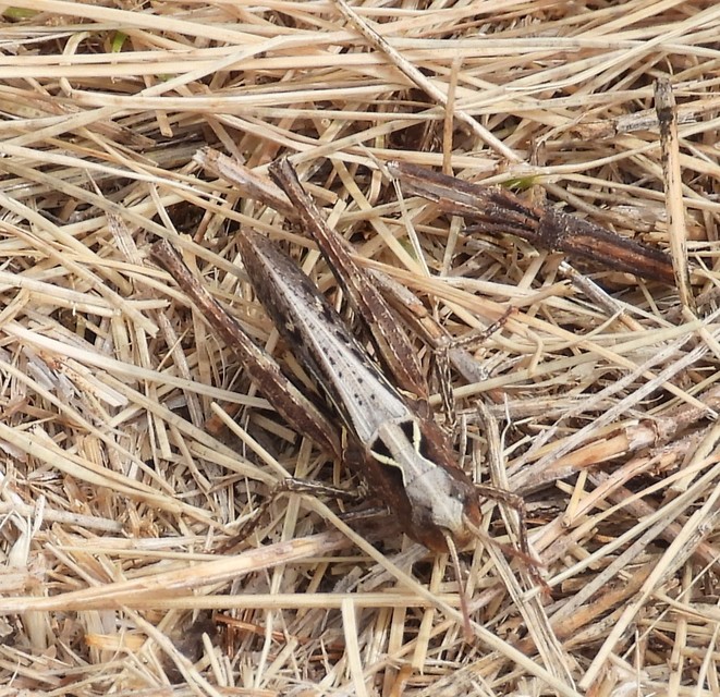 Omocestus haemorrhoidalis - barna tarlósáska