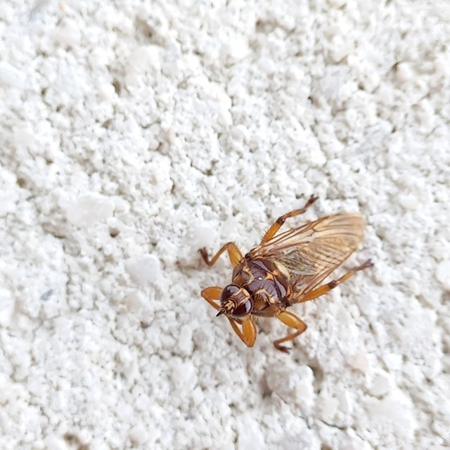Hippobosca equina - ló-kullancslégy